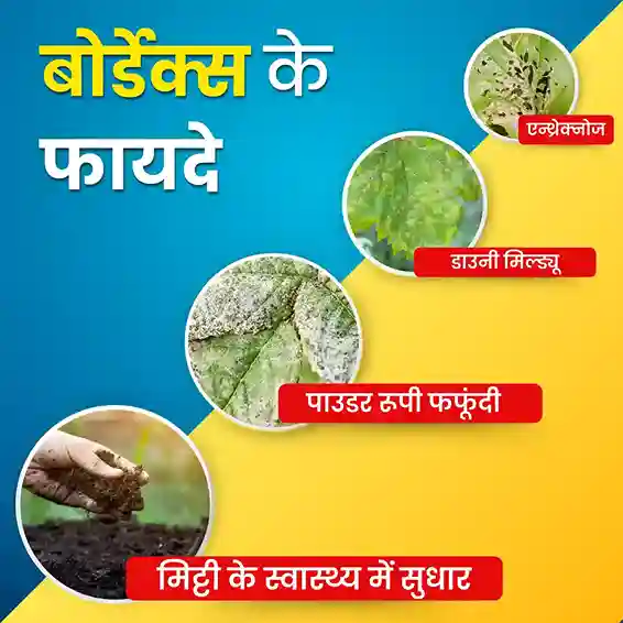 Katyayani K-Bordeaux Mixture | Chemical Fungicide | Control Fungal and Bacterial Disease - Image 4