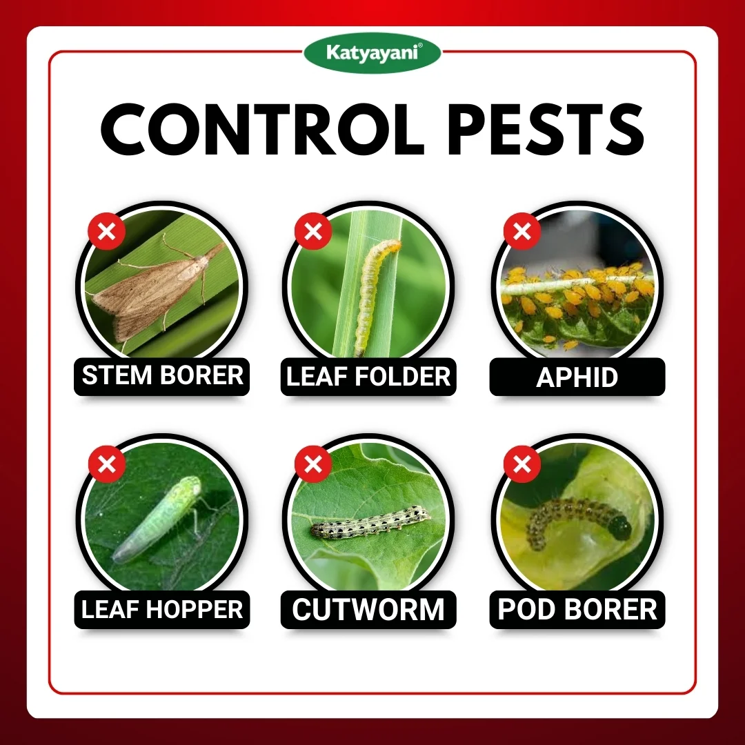 Katyayani Chloro CS | Chloropyriphos 20 % CS | Chemical insecticide - Image 3