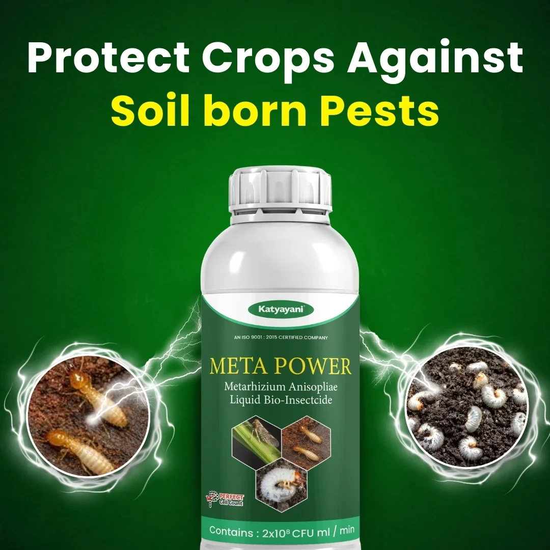 Katyayani Meta Power | Metarhizium Anisopliae | Liquid Bio Insecticide - Image 2