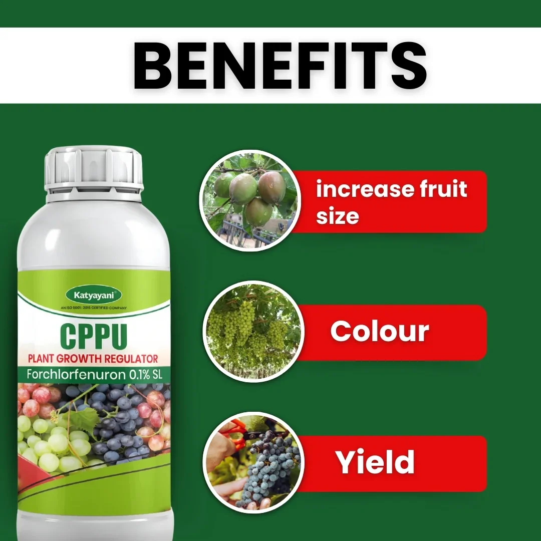 Katyayani CPPU | Forchlorfenuron 0.1 % L | Plant Growth Regulator - Image 3