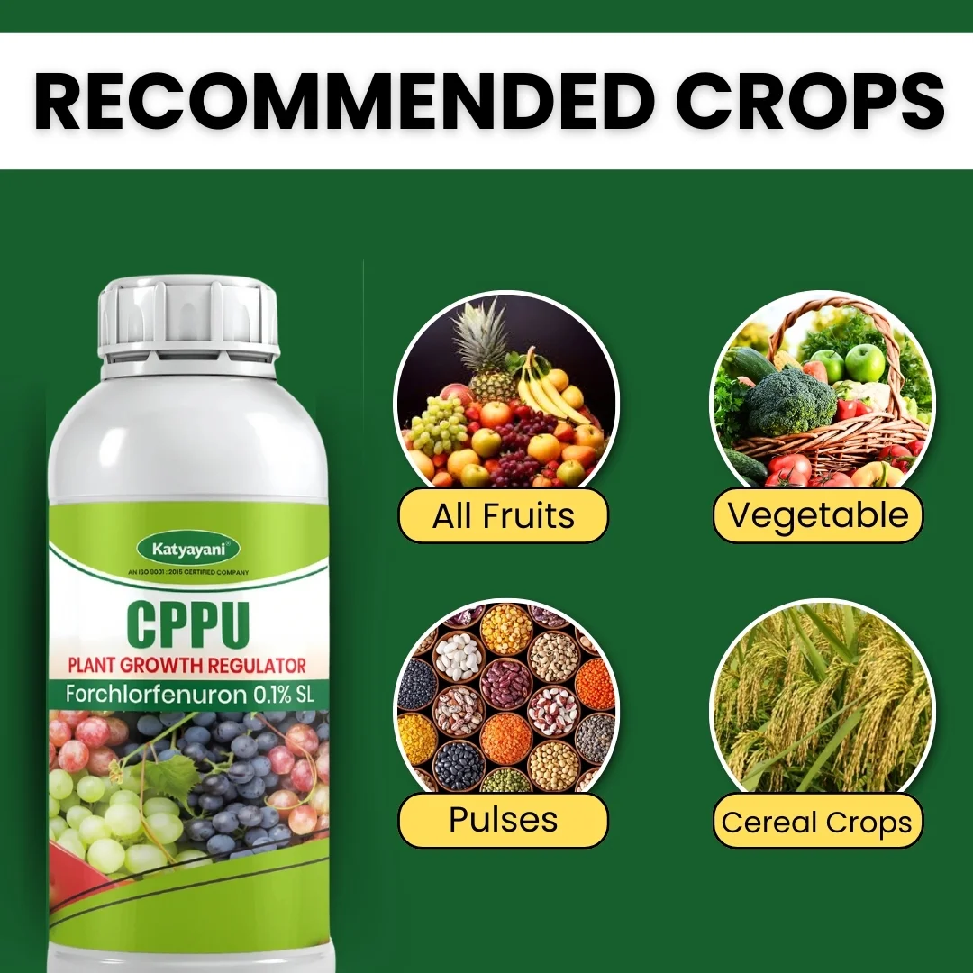 Katyayani CPPU | Forchlorfenuron 0.1 % L | Plant Growth Regulator - Image 4