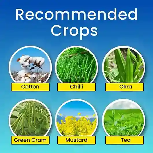 Katyayani K-Acepro | Acetamiprid 20% SP Systemic Insecticide | Control Aphids, Jassids & White Flies - Image 4