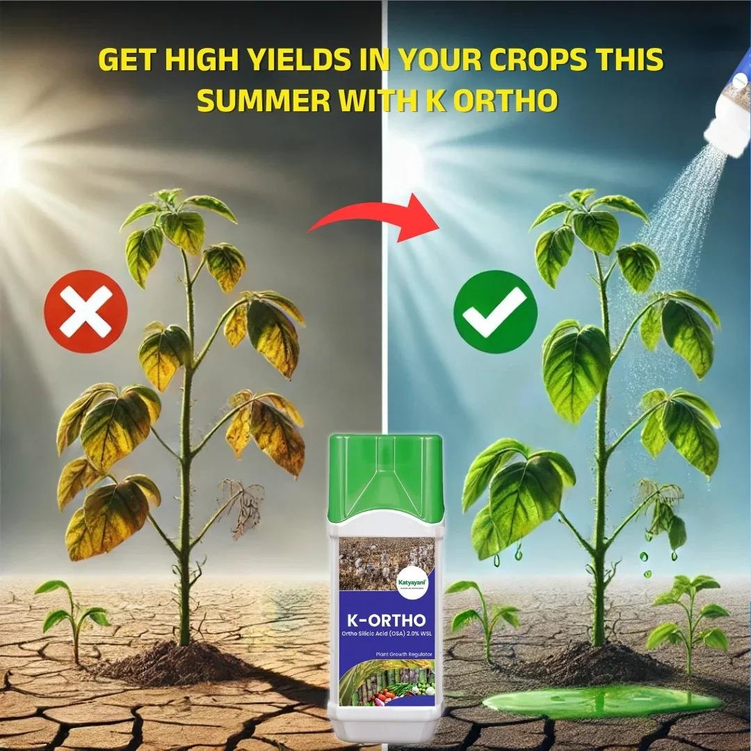 Katyayani K-Ortho | Orthosilicic Acid (OSA) 2% | Plant Growth Regulator - Image 2