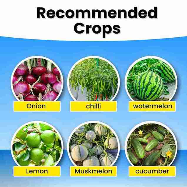 Katyayani K-Ortho | Orthosilicic Acid (OSA) 2% | Plant Growth Regulator - Image 3