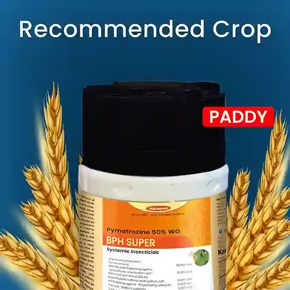 Katyayani BPH Super Chemical Insecticide 150 GM (1+1 Free) - Image 3