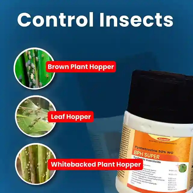 Katyayani BPH Super Chemical Insecticide 150 GM (1+1 Free) - Image 4