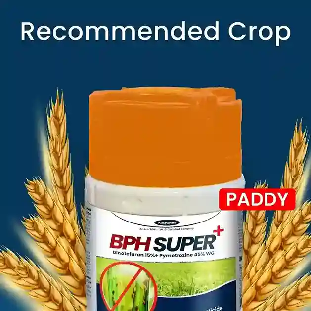 Katyayani BPH Super + | Dinotefuran 15% + Pymetrozine 45% WG | Chemical Insecticide - Image 3