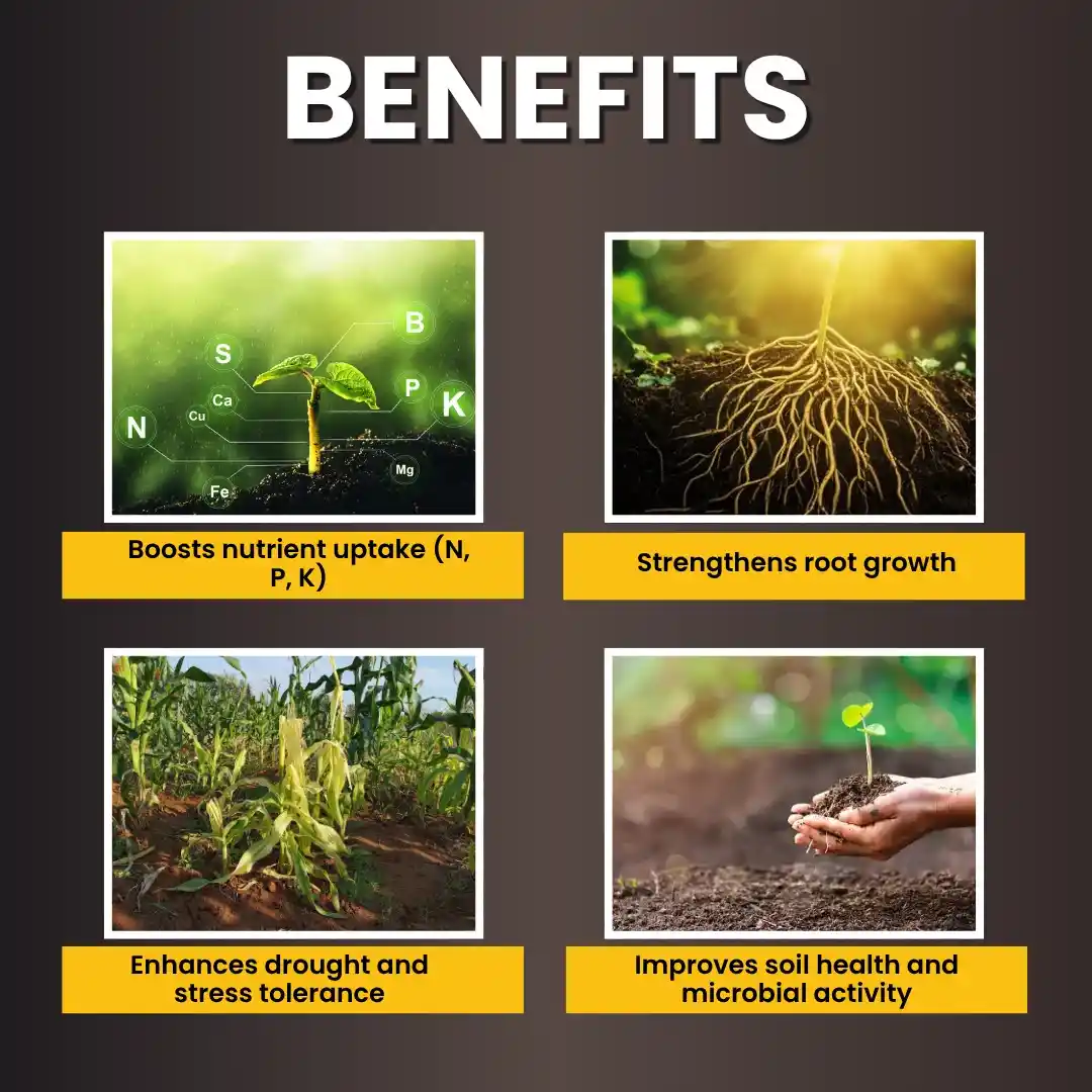 Katyayani K-RAJA | Mycorrhizal Biofertilizer | 100% Water Soluble - Image 3