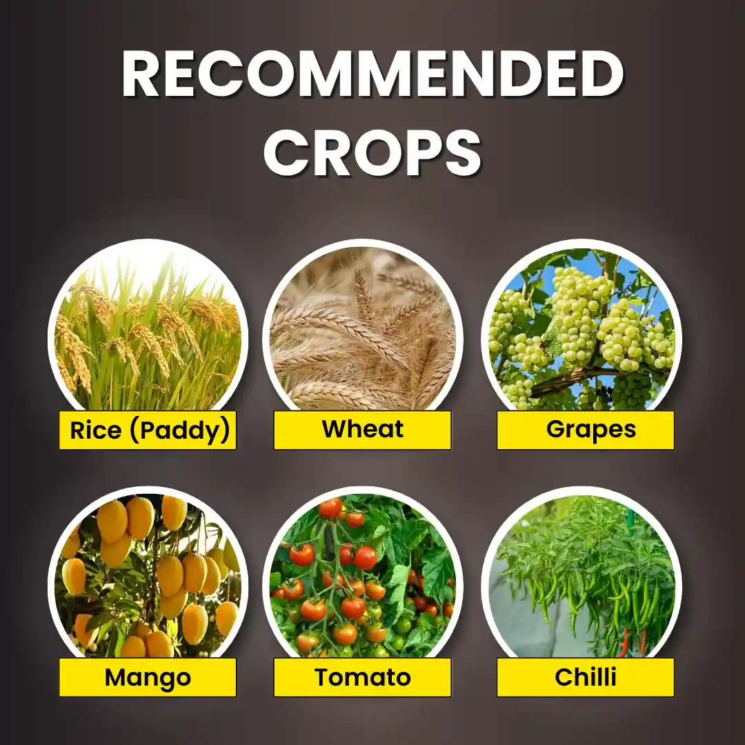Katyayani K-RAJA | Mycorrhizal Biofertilizer | 100% Water Soluble - Image 4