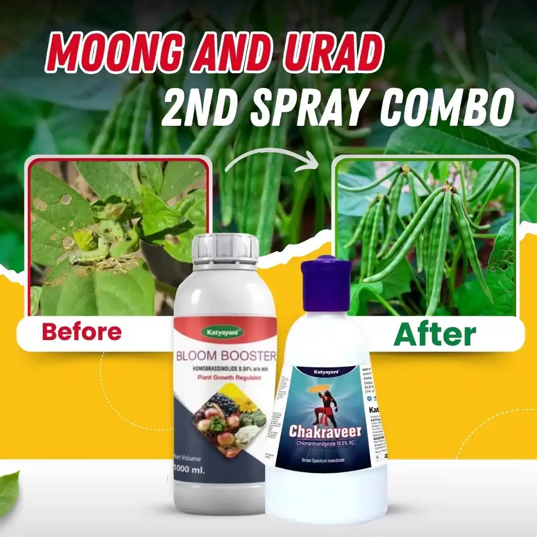 Katyayani Moong and Urad 2nd Spray combo (Chakraveer 60ml + bloom booster 100ml)