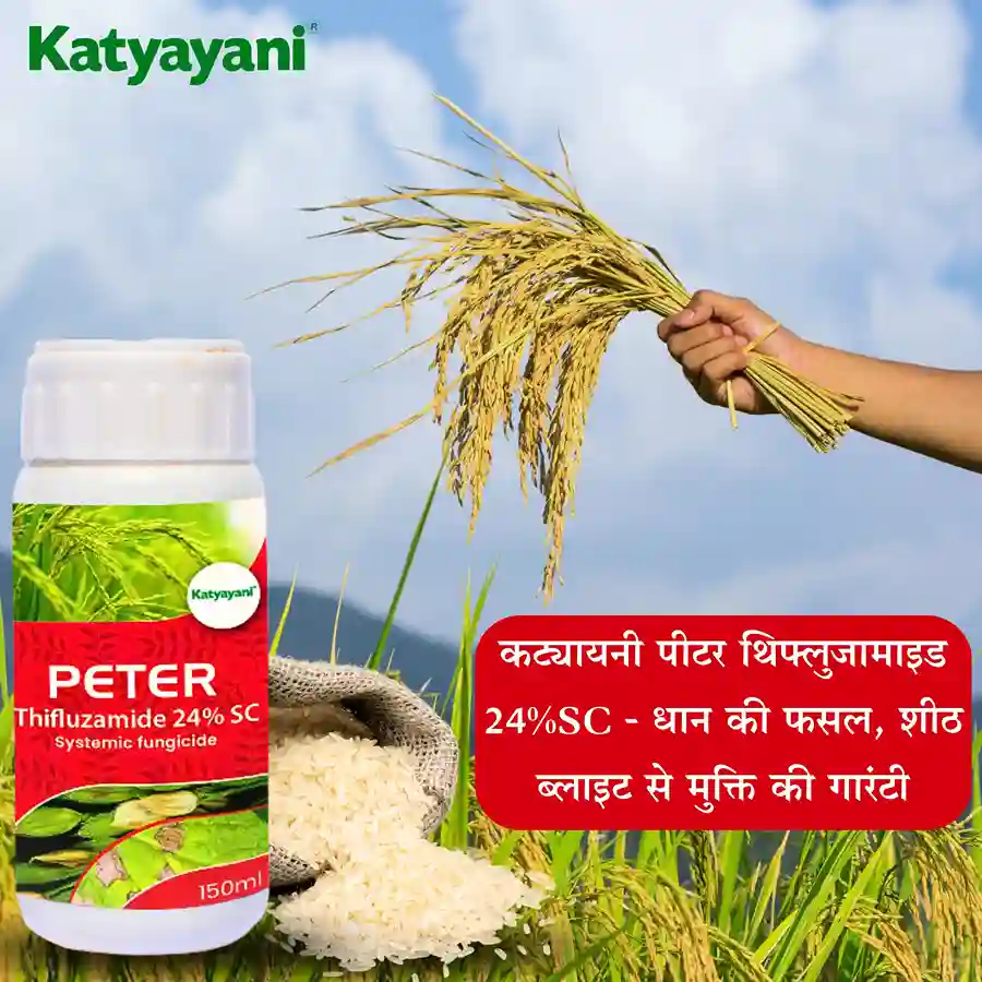 Katyayani Peter | Thifluzamide 24%SC | Chemical fungicide - Image 3