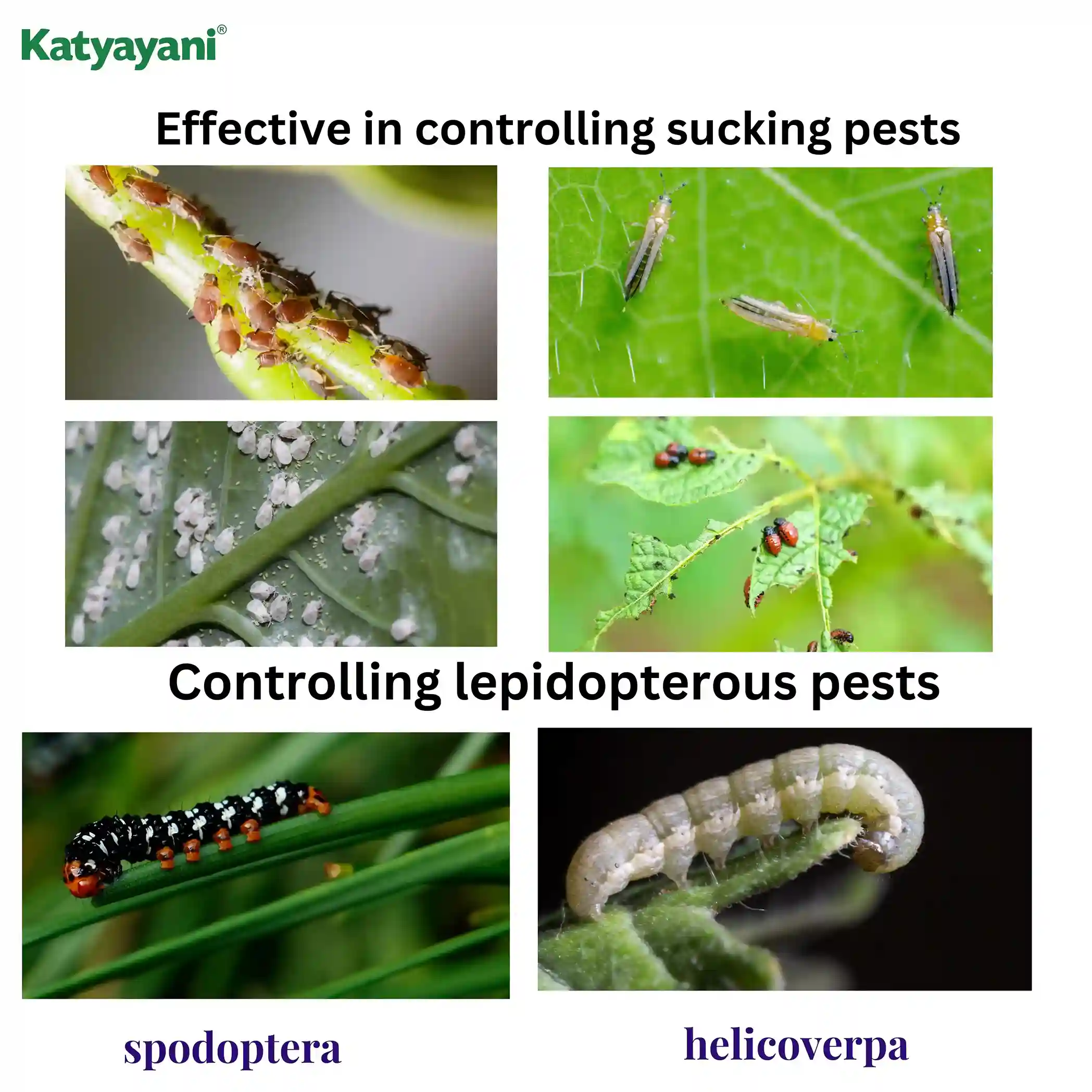 Katyayani Verticillium Lecanii | Powder Bio Insecticide Powder - Image 2