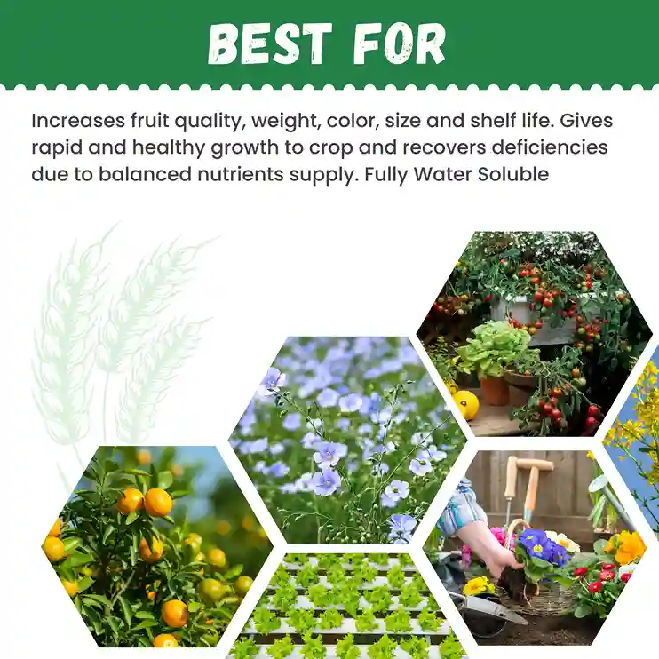 Katyayani NPK 13-40-13 Fertilizer for Crop Growth | 100% Water Soluble Fertilizer - Image 5