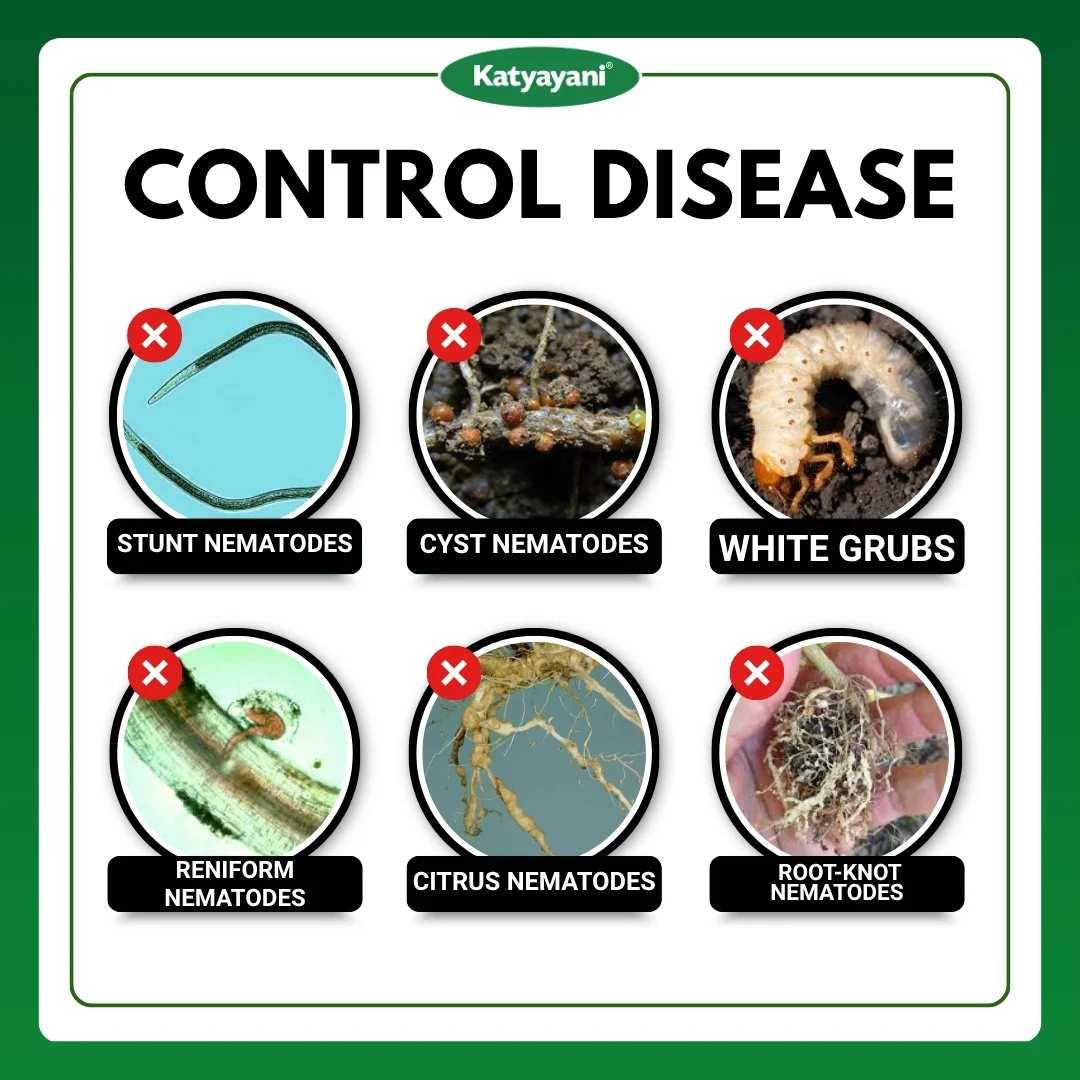 Katyayani Nema Cure | Paecilomyces Lilacinus Liquid | Cauliflower Pesticides & Cotton Pest Control - Image 3