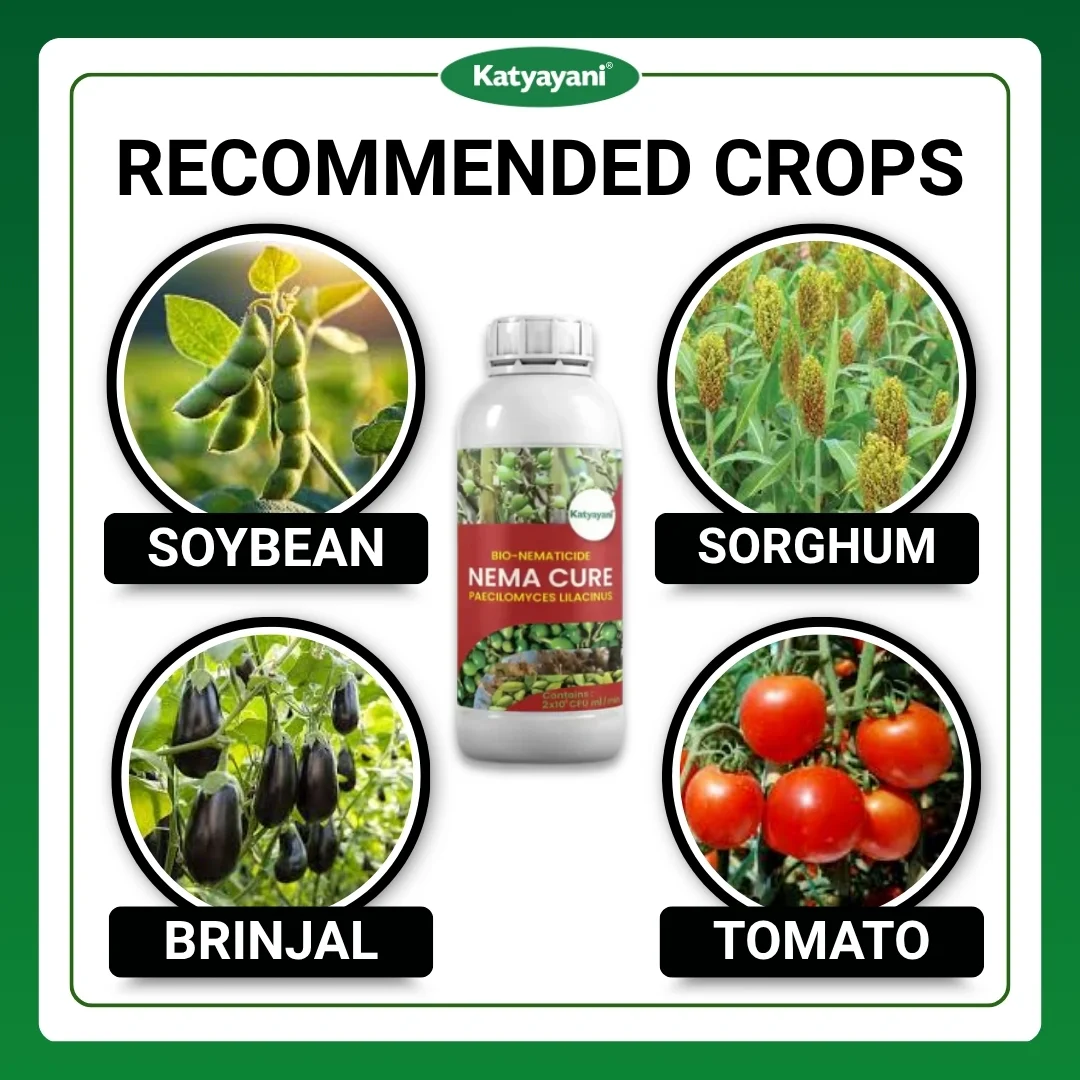 Katyayani Nema Cure | Paecilomyces Lilacinus Liquid | Cauliflower Pesticides & Cotton Pest Control - Image 4