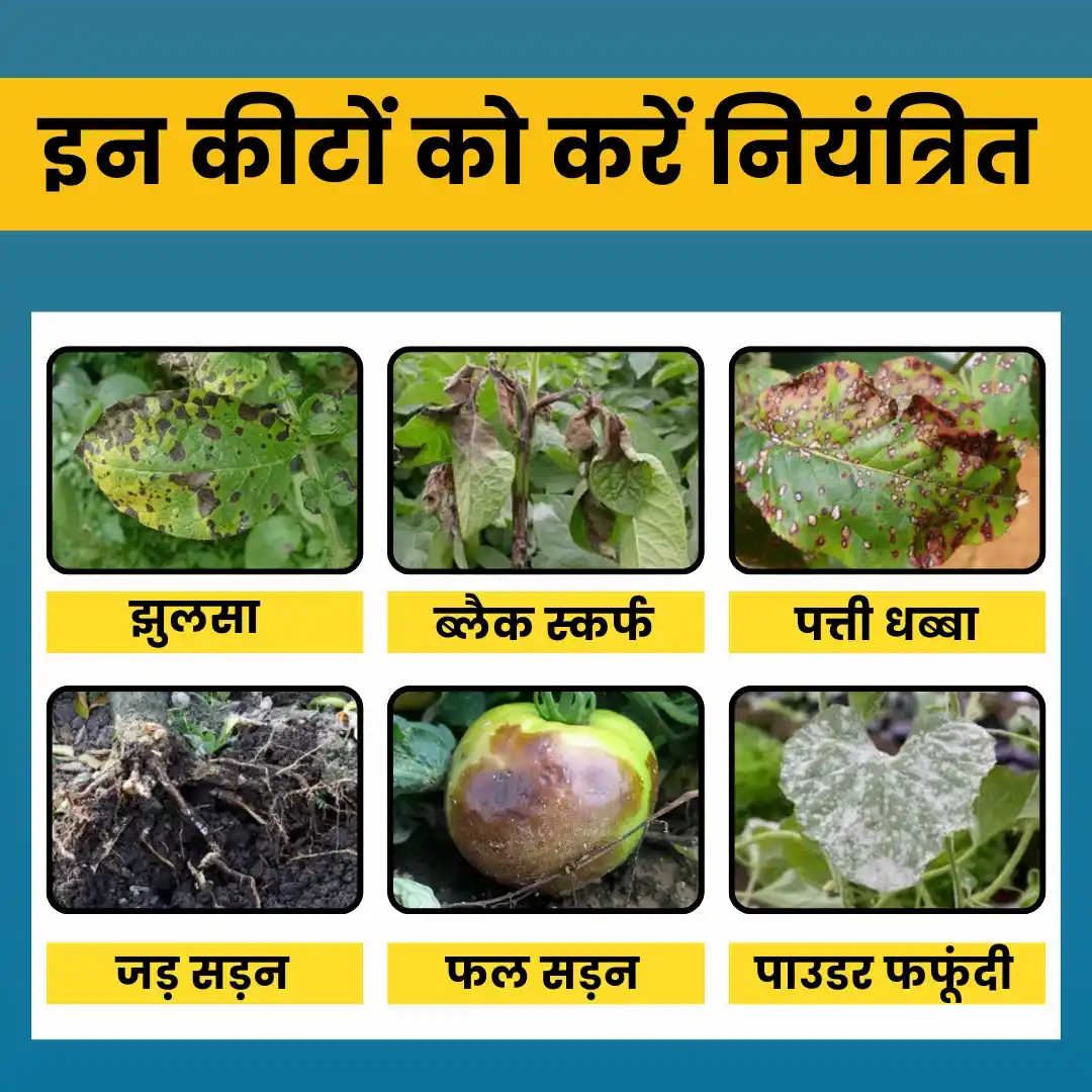 Katyayani Samartha | Carbendazim 12% + Mancozeb 63% WP | Chemical Fungicide - Image 4